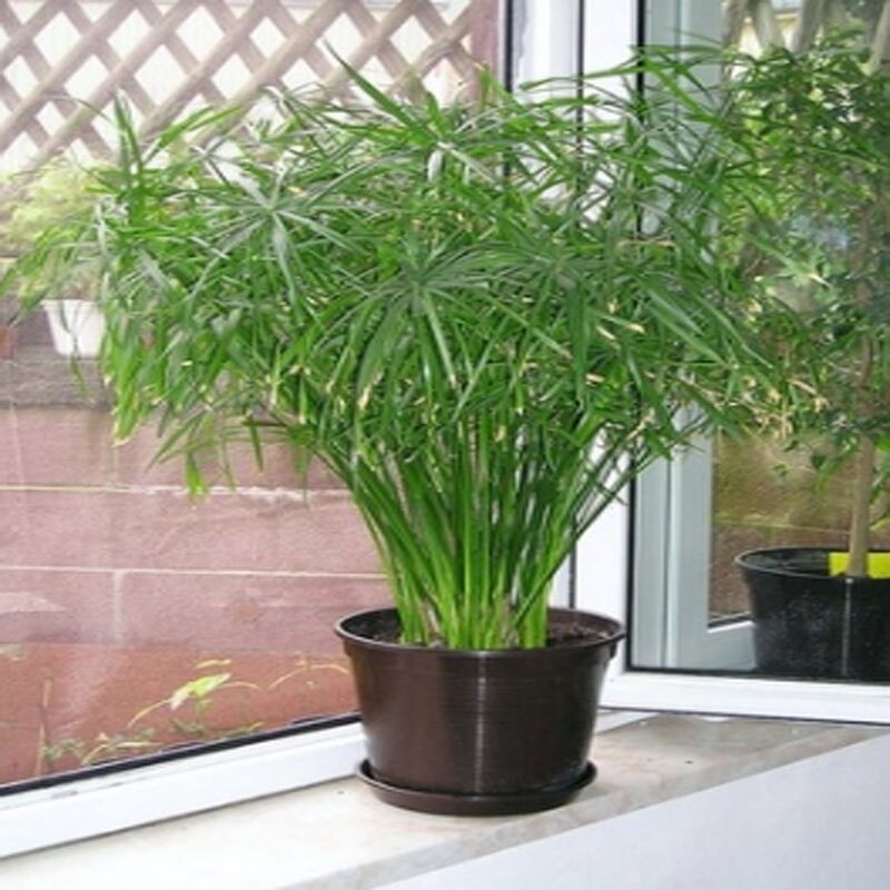 Cây thuỷ trúc thuỷ sinh - cây cảnh thủy sinh