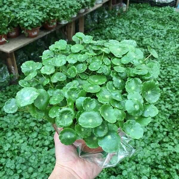 Ready Stock 50Pcs Copper Grass Pilea Seeds Cold Water Flower Seeds