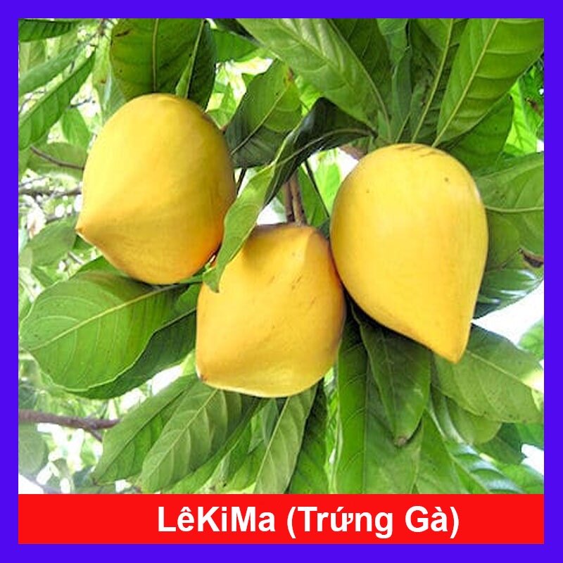 Cây lekima - cây ăn quả