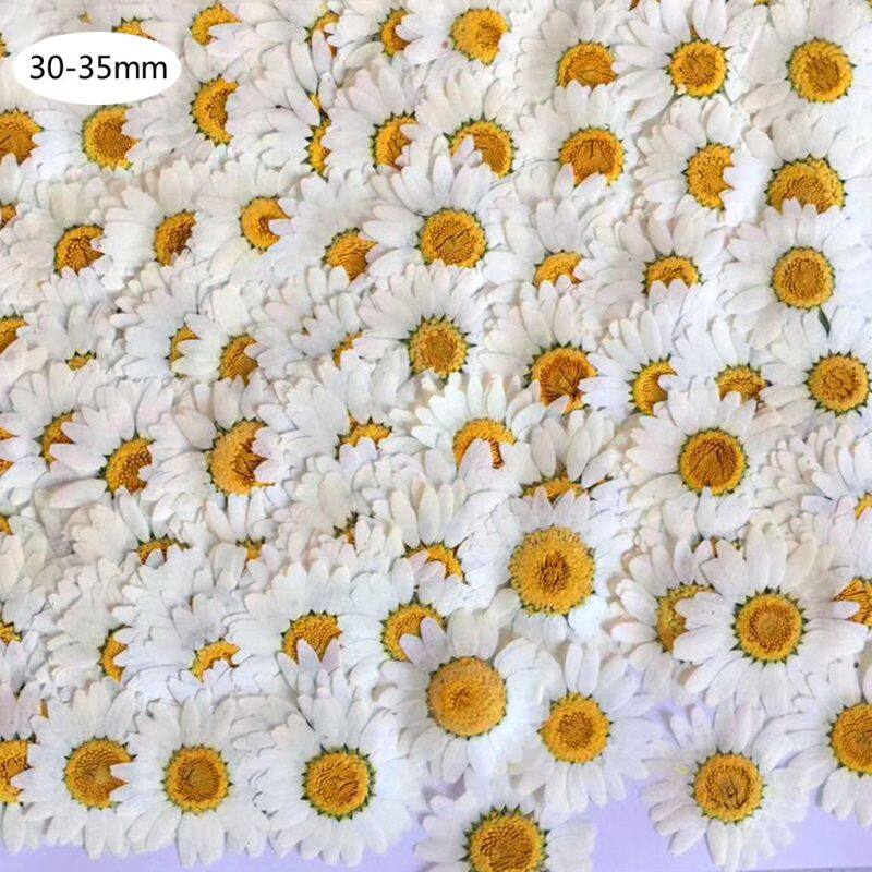 100Pcs Real Natural Dried Pressed Flowers White Daisy Pressed Flower for Resin Jewelry Nail Stickers Makeup Art Crafts