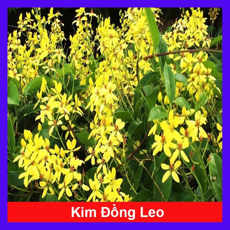 Cây mai hoàng yến
