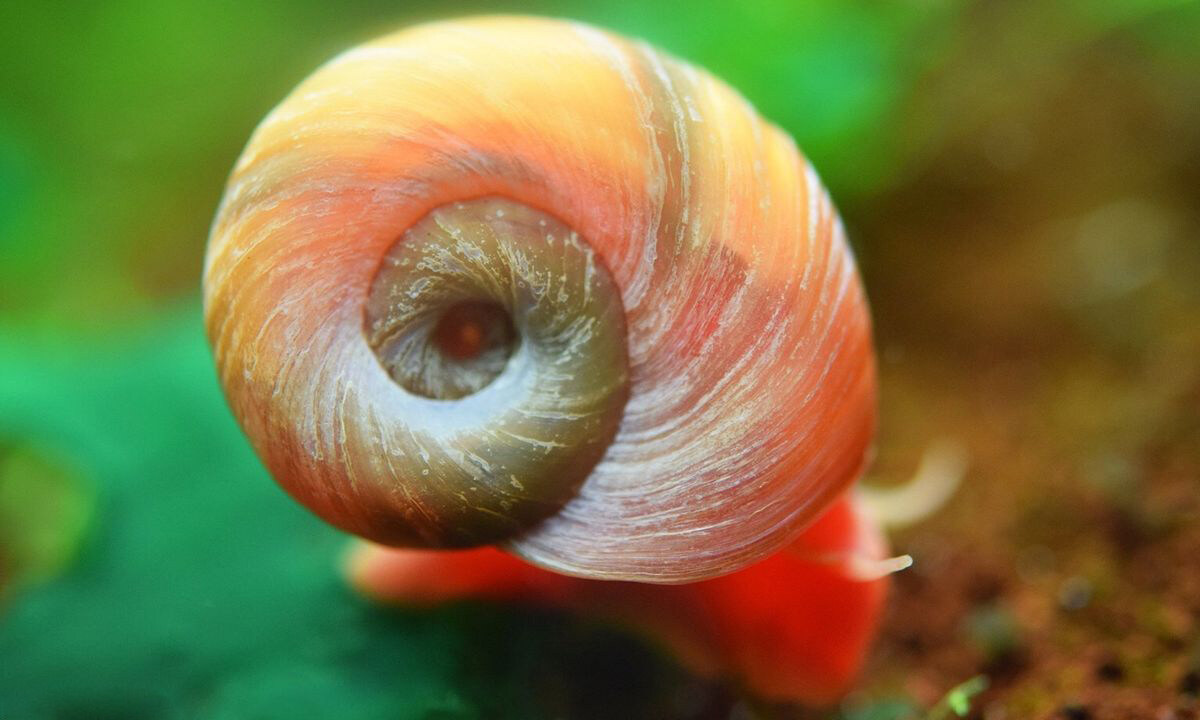 Red Apple Snail – Nilufar