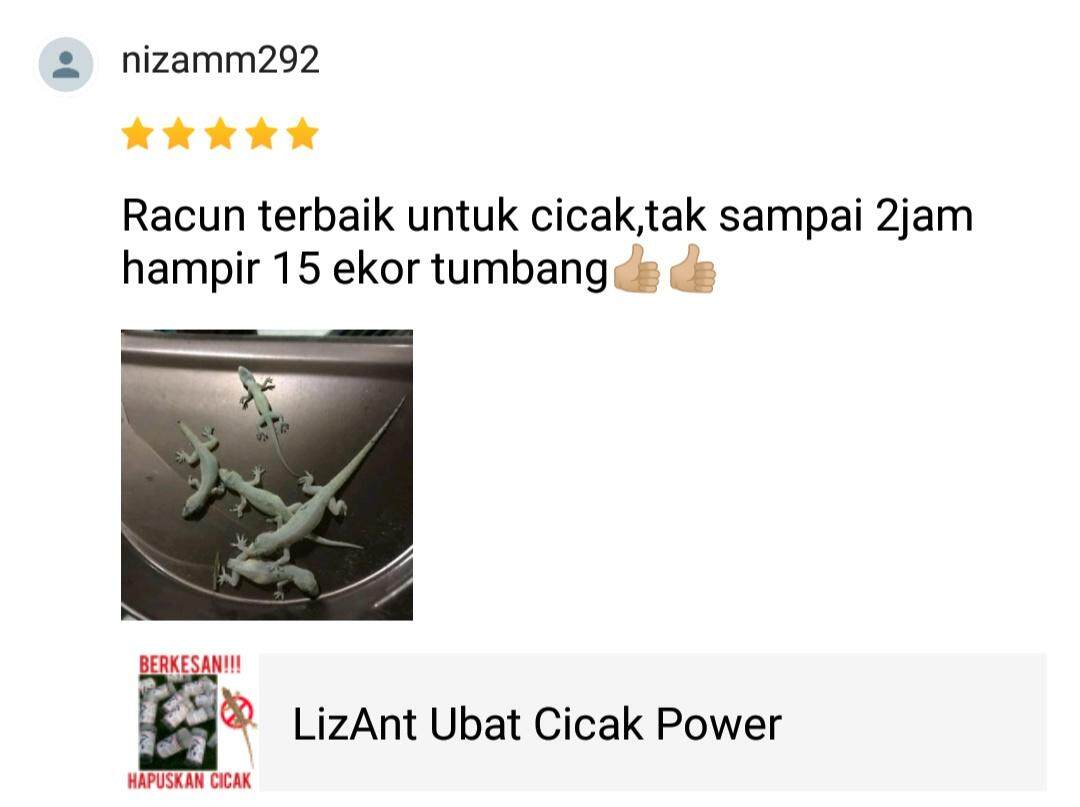 Image result for racun cicak lizant