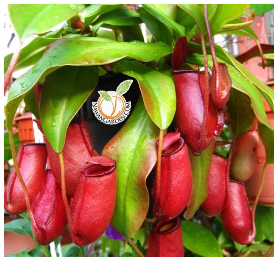 Special Asian Pitcher Plant Nepenthes Blood Mary T 猪笼草 Live Exotic Plant With 150mm Hagging Pot Pokok Periuk Kera Indoorplant Balconygarden Lazada