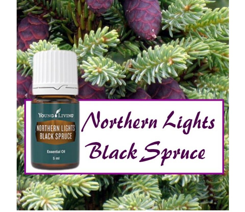 Northern Lights Black Spruce Essential Oil 5ml 5Ml Essential