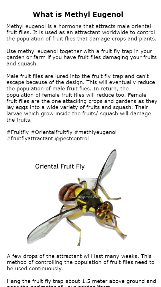 Flymone Fruit Fly Attractant (Methyl Eugenol) To Trap Male Fruit Flies