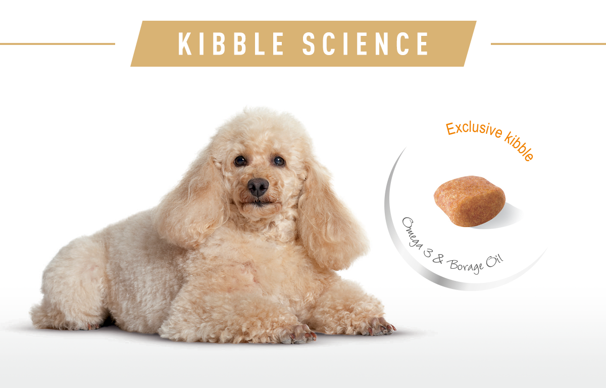 Royal Canin Breed Health Nutrition Poodle Adult 1 5kg Lazada