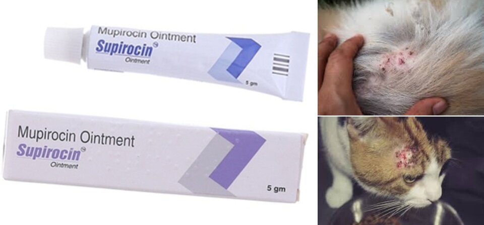 mupirocin for cats eyes