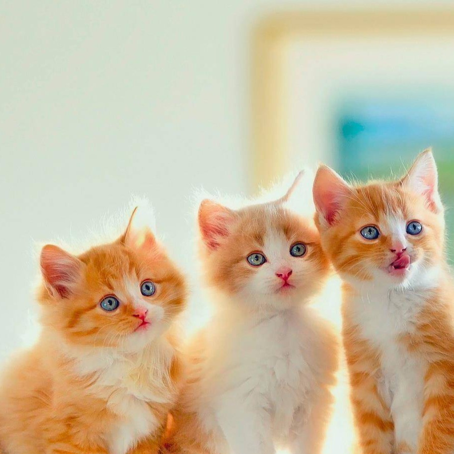 Shop online with Pet accessories shop now! Visit Pet accessories shop