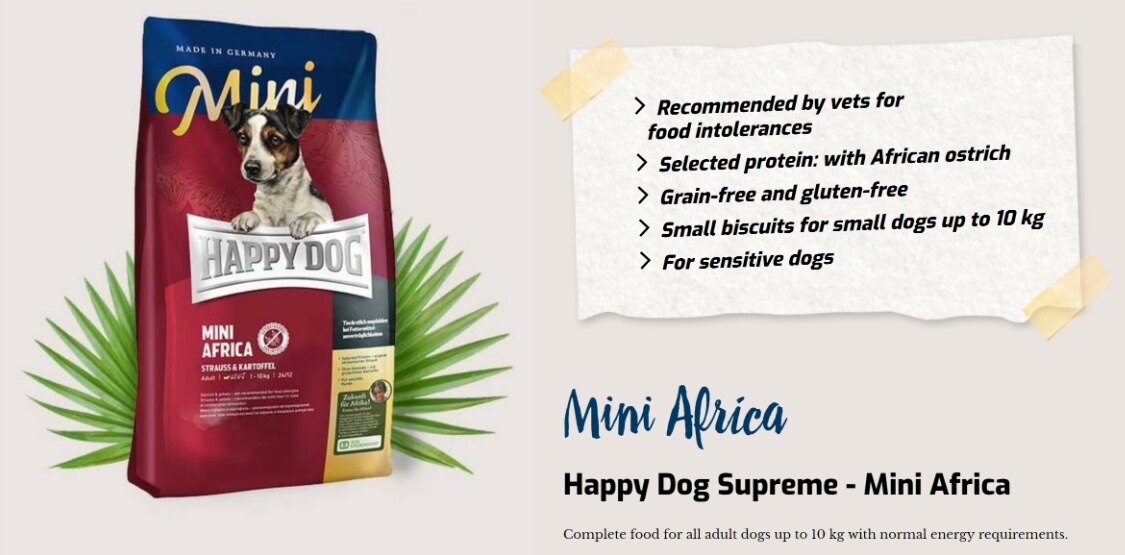 mini africa happy dog
