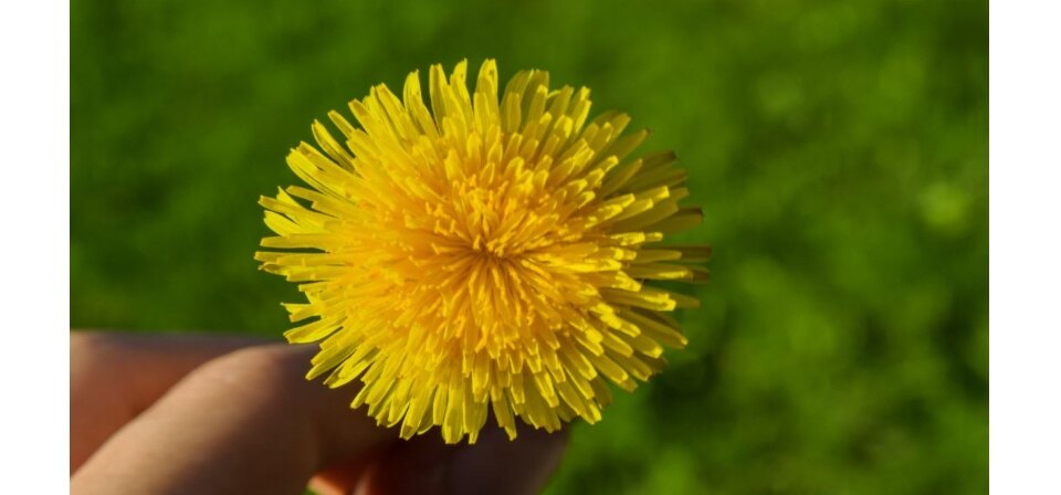 Dandelion Herbs Seeds Taraxacum Officinale Lazada