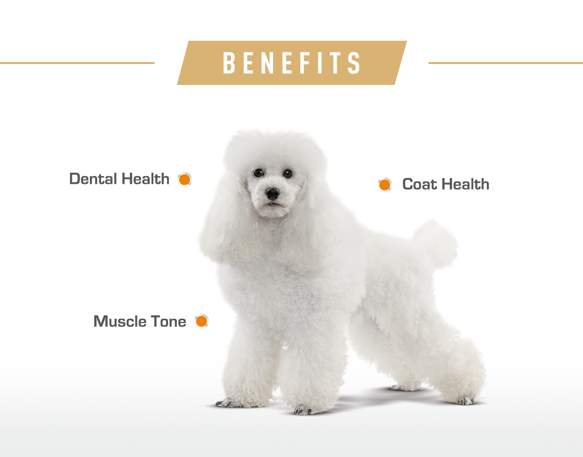 Royal Canin Breed Health Nutrition Poodle Adult 1 5kg Lazada