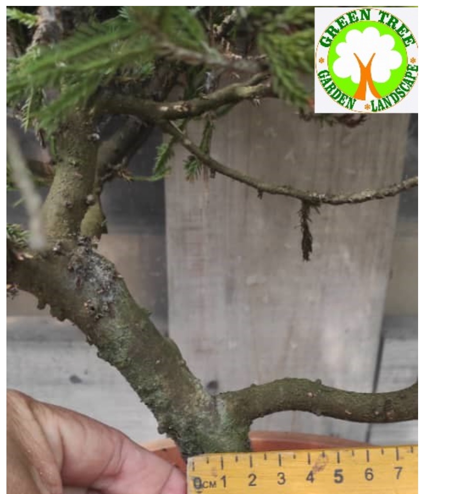 Bonsai - Taiwan Juniper 台湾真柏/圣诞树盆栽 Pot 25cm for HOME