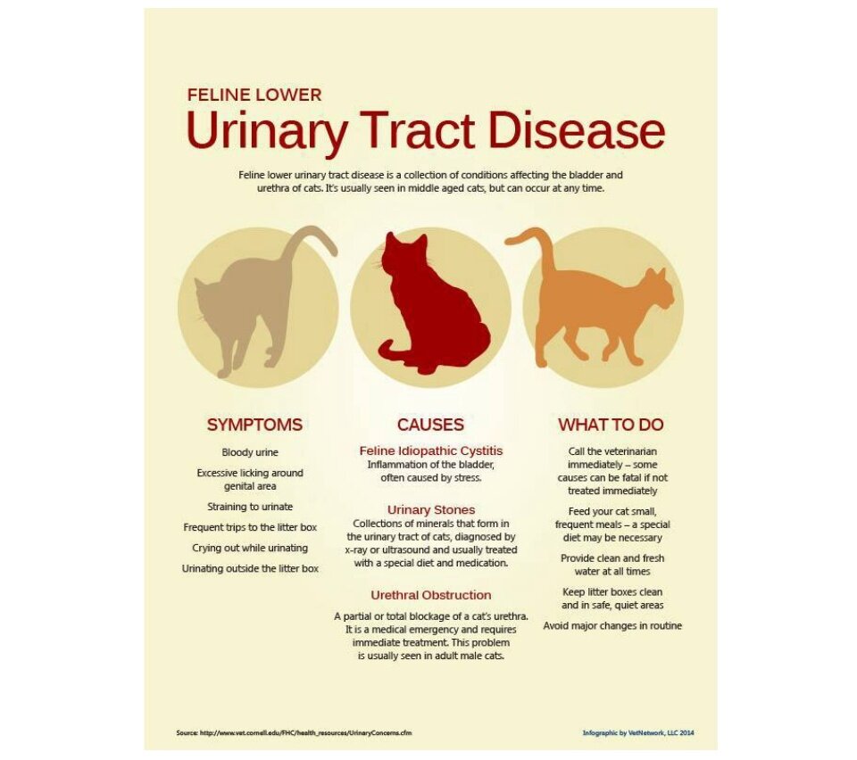 Ultrasound Cat Kidney Stones Treatment Swache Renal Protective