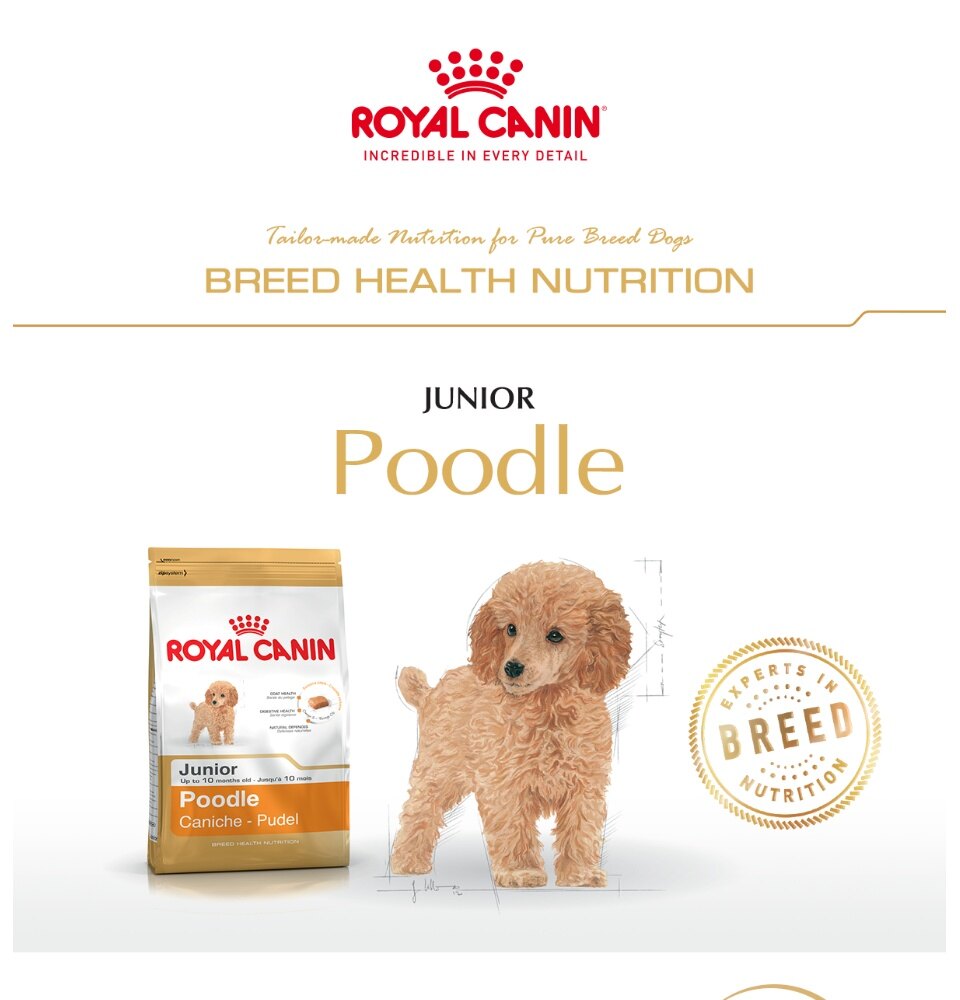 poodle junior